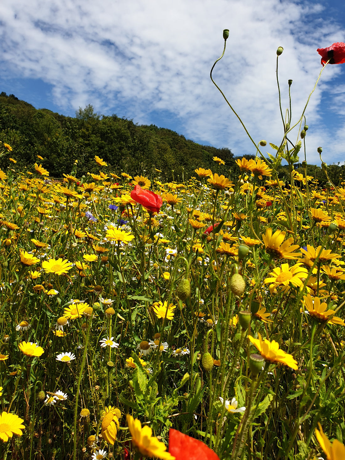 images show a meadow with spring flowers and a blue sky taken by artist kerry hussey of wild and wonder